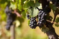 domaines-loron-jean-pinot-noir-vin-rouge-vin-de-france-75cl image 4