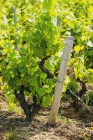 domaines-loron-ch-teau-terri-re-vin-rouge-beaujolais-villages-75cl image 5