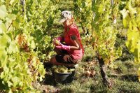 domaines-loron-les-vieux-murs-vin-blanc-pouilly-fuiss-magnum-150cl image 3