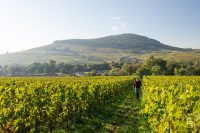 domaines-loron-bonn-ge-brouilly-vin-rouge-75cl-puissant image 4