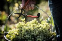 domaines-loron-jean-chardonnay-vin-blanc-vin-de-france-75cl image 3