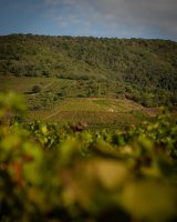 domaines-loron-les-obstin-s-vin-rouge-beaujolais-villages-75cl image 4