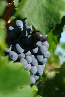 domaines-loron-mlle-jeanne-ros-vin-ros-75cl-fruit image 4