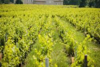 domaines-loron-vieille-eglise-vin-rouge-juli-nas-75cl image 5