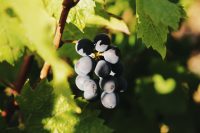 domaines-loron-clos-des-billards-vin-rouge-saint-amour-magnum-150cl image 4