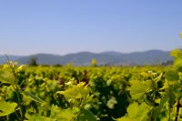 domaines-loron-les-charmes-bellevue-vin-rouge-morgon-magnum image 5